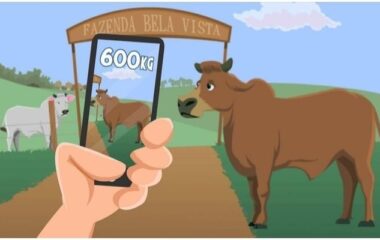 Application for Weighing Cattle and Animals – How to Use